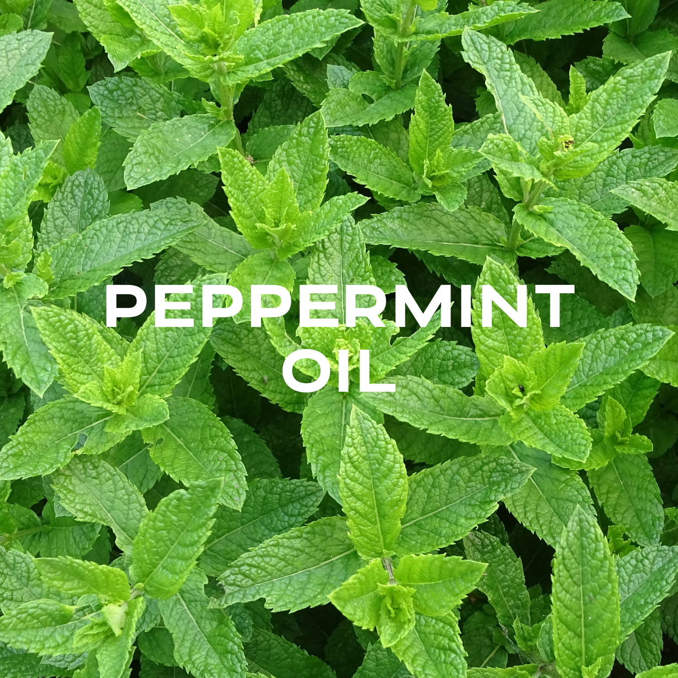 cooling effect + natural antibacterial + menthol for fuller lips